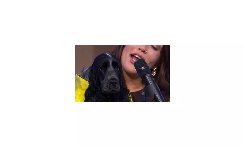 This Morning's 'Pup Idol' Segment Leaves Viewers Cringing and Baffled: 'What Were They Thinking?'