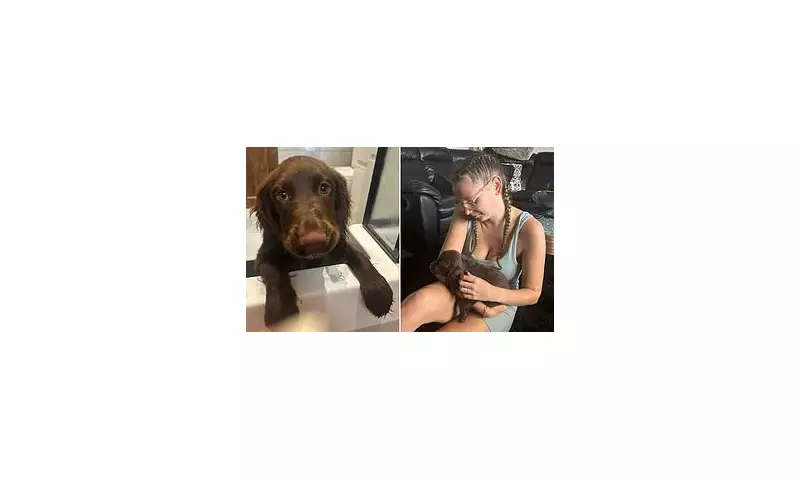 Tragedy in Walsall: Family's Puppy Mauled to Death by XL Bully in Savage Garden Attack