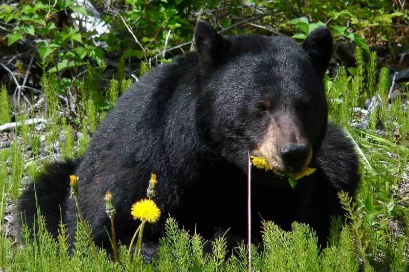 Tragic Arkansas Bear Attack Claims Man's Life in Rare Fatal Encounter