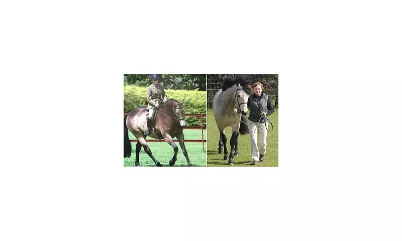 Tragic End for Devoted Horse Lover, 80, Trampled in Shocking Paddock Incident | Daily Mail