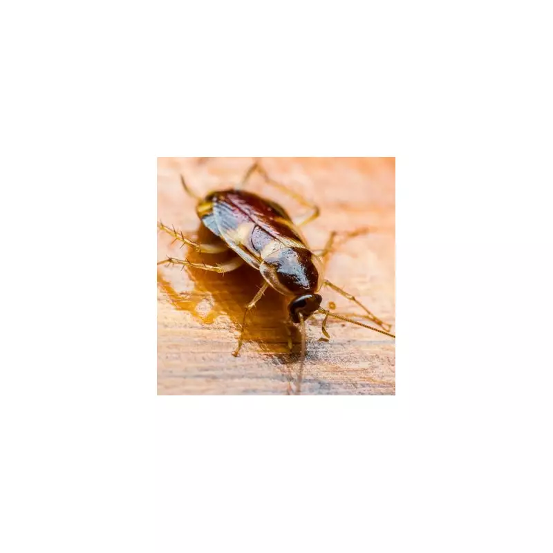 UK Cockroach Crisis: Soaring Infestations Plague Households Amid Rising Temperatures
