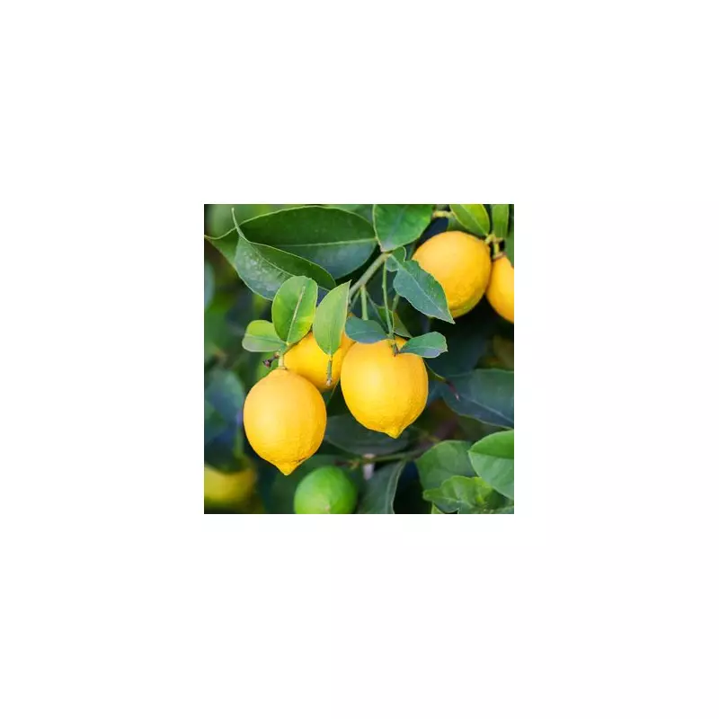 UK Drivers: Banish Icy Windscreens Forever With This Simple Lemon Hack