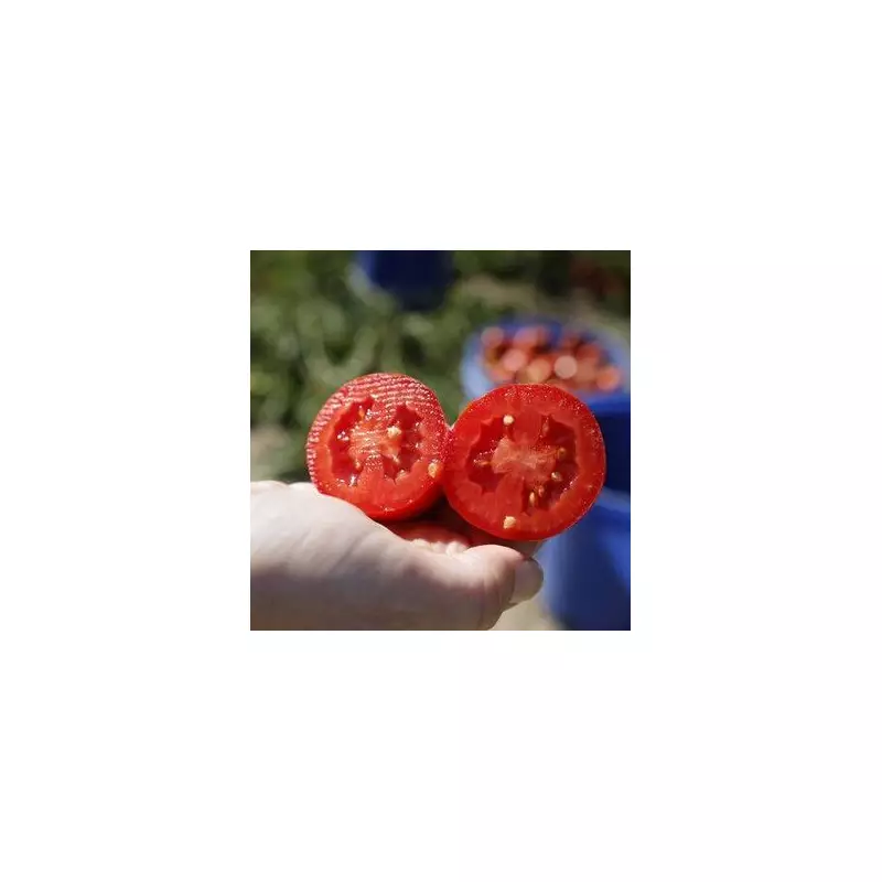 UK Gardeners Warned: Critical Tomato Planting Mistake to Avoid This Spring