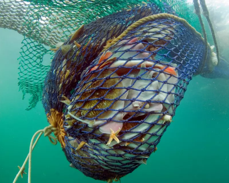 UK's Marine 'Sanctuaries' Ravaged by Bottom Trawling: The Shocking Truth Behind Conservation Zone Betrayal