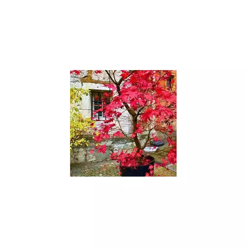 Unlock Autumn's Fiery Secret: Why Japanese Maples Thrive in UK Gardens