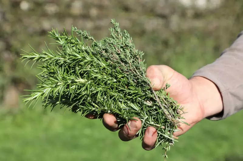 Unlock the Power of Thyme: The Humble Herb That Fights Inflammation and Supercharges Immunity