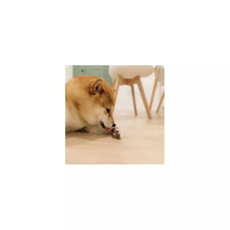 Urgent Heatwave Warning for UK Dog Owners: The 7 Deadly Dangers to Avoid on Walks