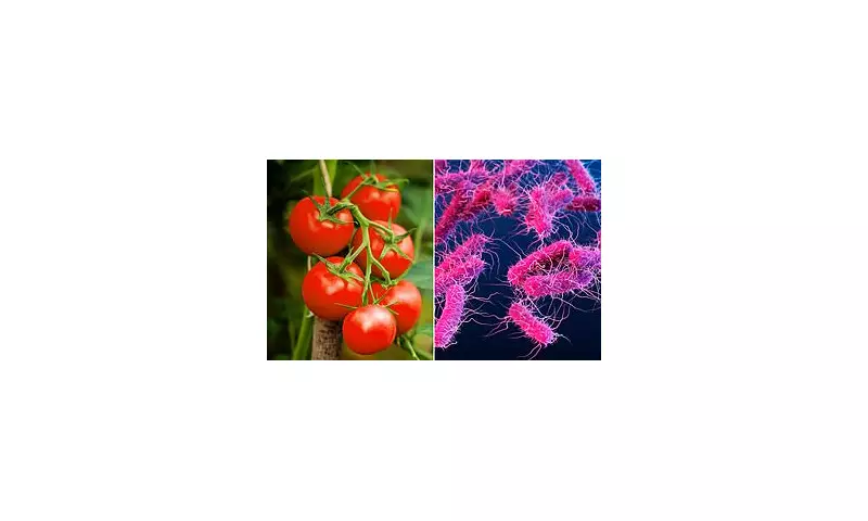 Urgent UK Food Safety Alert: Salmonella Outbreak Linked to Tomatoes Sparks Major Health Warning