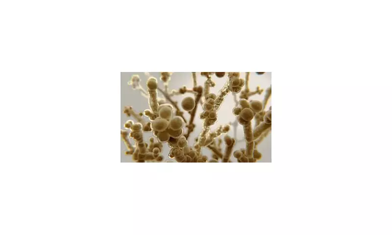 Urgent UK Health Alert: Deadly Drug-Resistant Fungus Spreading in Hospitals, Experts Warn