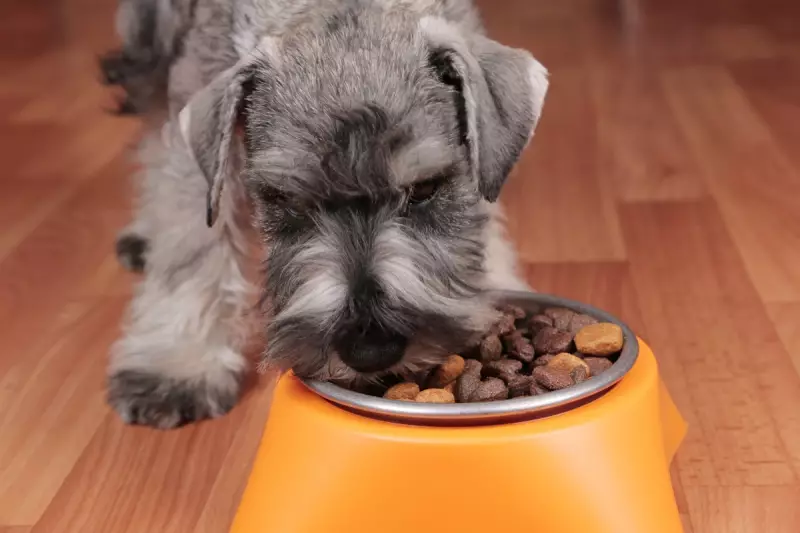 Vet Issues Urgent Warning: Is Your Vegan Dog Diet Missing Vital Nutrients?