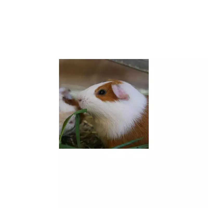 Vet's Essential Autumn Pet Care Guide: 5 Crucial Tips to Protect Your Pet This Season