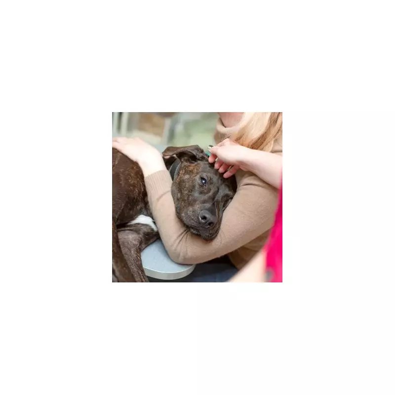 Vet's Shocking Euthanasia Advice for 'Aggressive' Dog Sparks Outrage and a Miraculous Second Chance