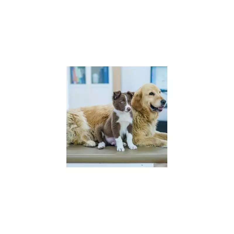 Vet's Urgent Warning: 5 Popular Dog Breeds Facing Serious Health Crises