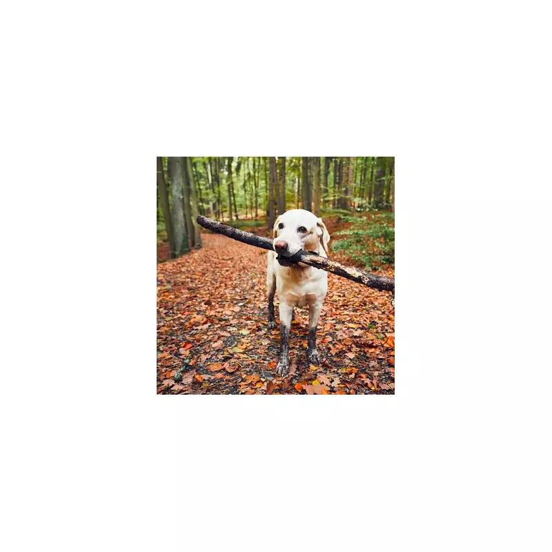 Vet's Urgent Warning: This Popular Dog Treat Could Be Deadly For Your Pet