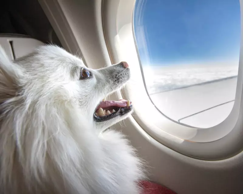 Virgin Australia Announces Pet-Friendly Flights: New Rules, Costs, and Eligible Animals Revealed