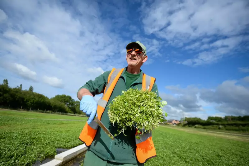 Watercress: The UK's Humble Supergreen for Weight Loss & Heart Health | Expert Guide