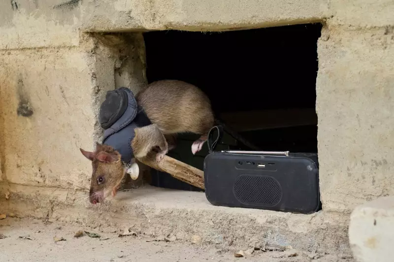 WHO Sounds Alarm: New Deadly Pathogen Discovered in Cambodia Sparks Global Health Emergency Fears