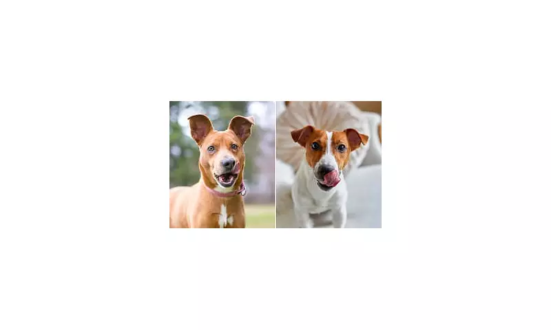 Why Does Your Dog Really Lick Its Lips? The Sinister Reason Behind The Common Canine Habit