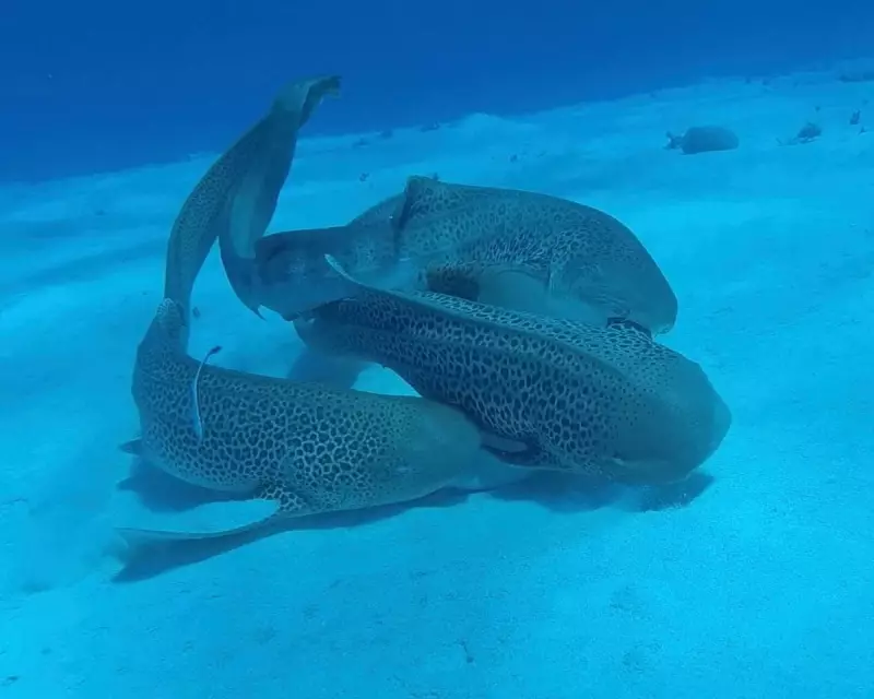 World First: Leopard Sharks' Mating 'Threesome' Filmed in Historic Breakthrough