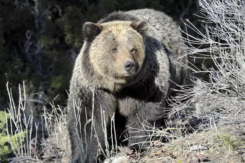 Yellowstone National Park Bear Attack: Hiker Mauled to Death in Grisly Encounter