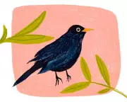 A Blackbird's Solace: How Nature's Messenger Brought Comfort in Grief
