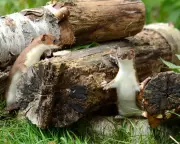 A Mesmeric Performance: Witnessing the Secret Dance of the Woodcock in a Fir Wood | Country Diary