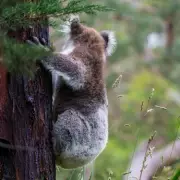 Adorable Moment: Cheeky Baby Otter Demands Dinner from Mum in Heartwarming Wildlife Park Footage