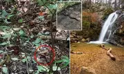 Alabama Hiker's Terrifying Encounter: Giant Rattlesnake Camouflaged on Trail in Heart-Stopping Image