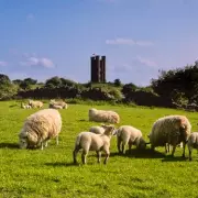 American Tourists' Hilarious First Trip to English Countryside Goes Viral | Mirror