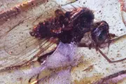 Ancient Amber Discovery: 20 Million-Year-Old 'Hell Ants' and Termites Found Perfectly Preserved