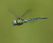 Ancient Whispers: The 300-Million-Year-Old Sound of the Dragonfly in the Fens