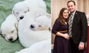 Anna Duggar Launches £2K Puppy Breeding Venture as Incarcerated Husband Josh Faces Financial Strain