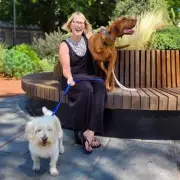 Are Hotel Staff Treating Your Dog Better Than You? Shocking UK Travel Comparison Exposed