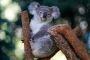 Australia's Koala Chlamydia Crisis: Breakthrough Vaccine Offers Hope for Endangered Species
