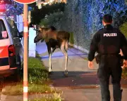 Austrian Alps in Uproar as Rogue 'Problem Moose' Sparks Chaos and Dramatic Capture