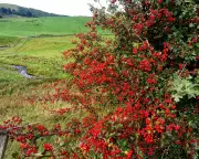 Autumn's Bounty: A Spectacular Harvest Awaits Wildlife in the British Countryside | Country Diary