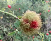 Autumn's Fiery Beacon: How a Simple Pile of Leaves Becomes a Winter Lifeline for Wildlife