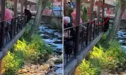 Bear Panic at UK Restaurant: Diners Sent Fleeing as Mischievous Bruin Invades Terrace