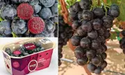 Boombites: The 'Superfruit' Grapes That Are Revolutionising Kids' Lunchboxes | UK Health & Nutrition