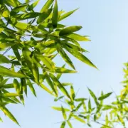 B&Q's Giant Umbrella Bamboo Plant Returns: The Ultimate Garden Statement Piece for Privacy & Style