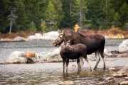 Brain Worm Parasite Spreading in Moose Poses Potential Risk to Humans, Scientists Warn