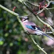 Britain's Feathered Impressionist: The Common Starling's Incredible Mimicry Secrets Revealed