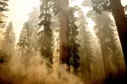 California's Ancient Sequoias Under Siege: Wind-Whipped Wildfire Threatens World's Largest Trees