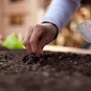 Chilli Powder & Cinnamon: The Unlikely Duo Banishing Garden Slugs For Good | UK Gardening Hack