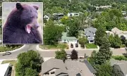 Colorado Dog Walker's Terrifying Bear Encounter: 'I Thought I Was Going To Die'
