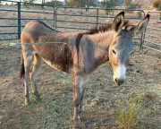 Cupid the Burro's Arrow Ordeal: California Donkey Shot in Bizarre Attack Recovers