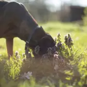 Deadly Dog Disease Alert: Vets Issue Urgent Warning to UK Pet Owners Over Alabama Rot