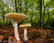 Death Cap Mushrooms: The Forager's Deadly Gamble in the UK Countryside