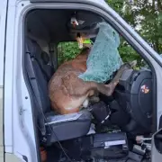 Deer Smashes Through Van Windscreen in Motorway Horror: Driver's Miracle Escape