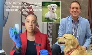 DNA Doggy Doo-Doo Crackdown: London Flats Implement Canine Genetic Testing to Catch Irresponsible Owners